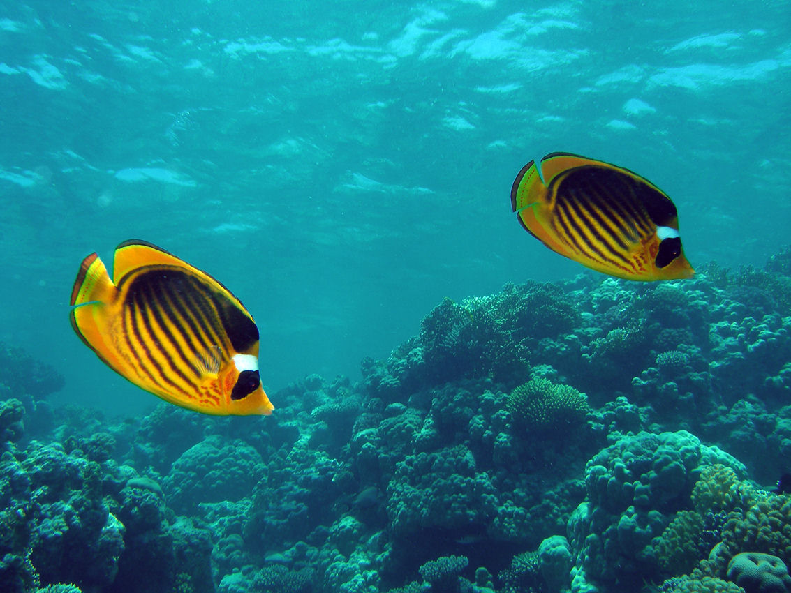 Chaetodon fasciatus (Pesce farfalla fasciato)